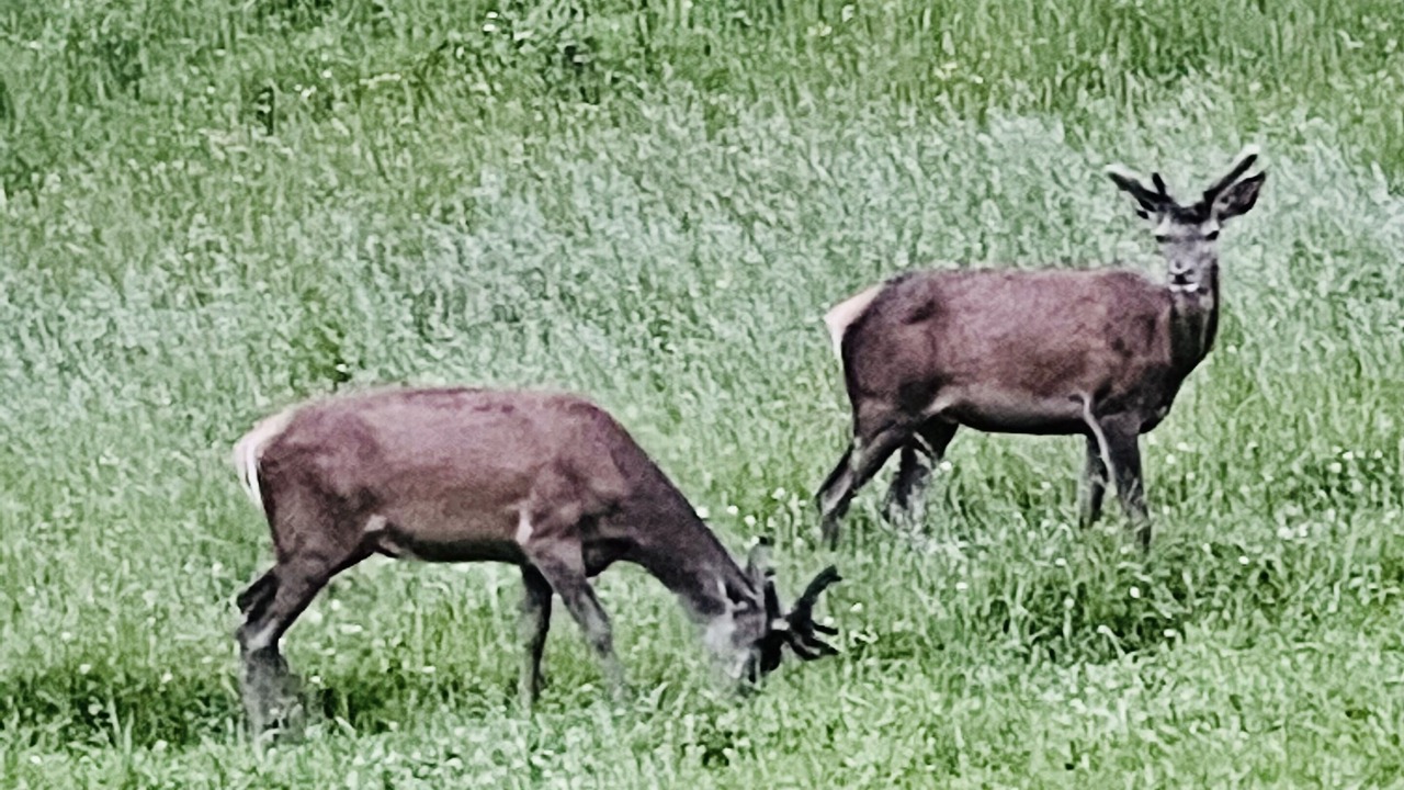 Photo of Outdoor in Sainte-Marie-de-Campan