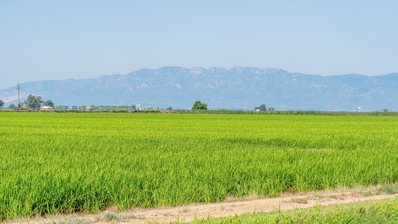Photo of Others in Amposta