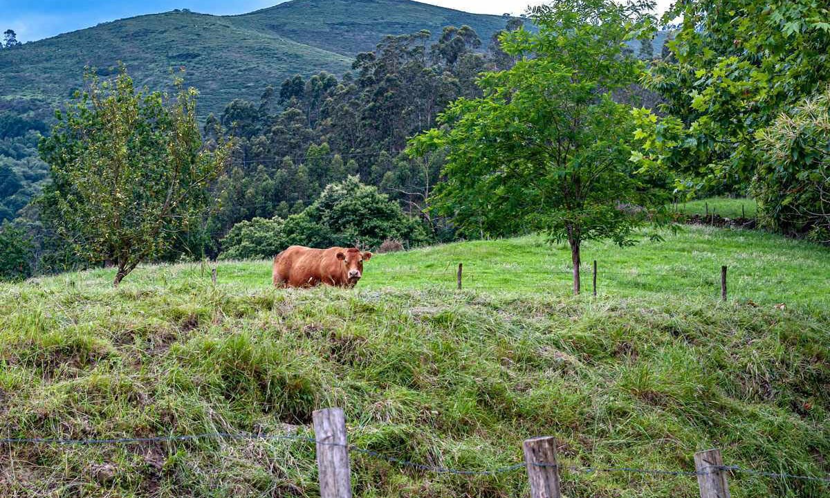 Photo of Outdoor in Herrera de Ibio