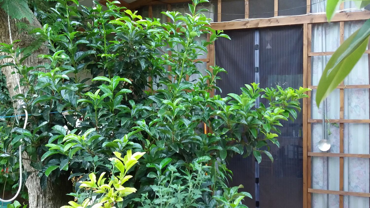 Photo of Outdoor in Albalat dels Tarongers