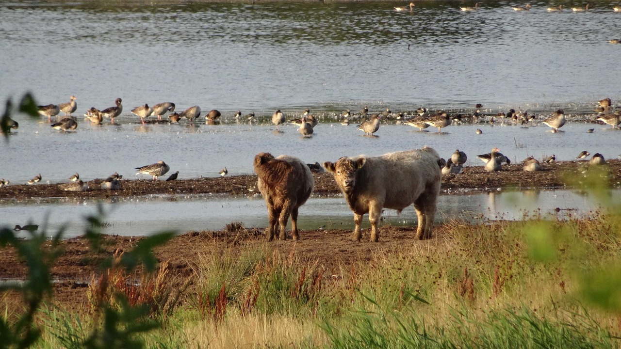 Photo of Others in Pommerby