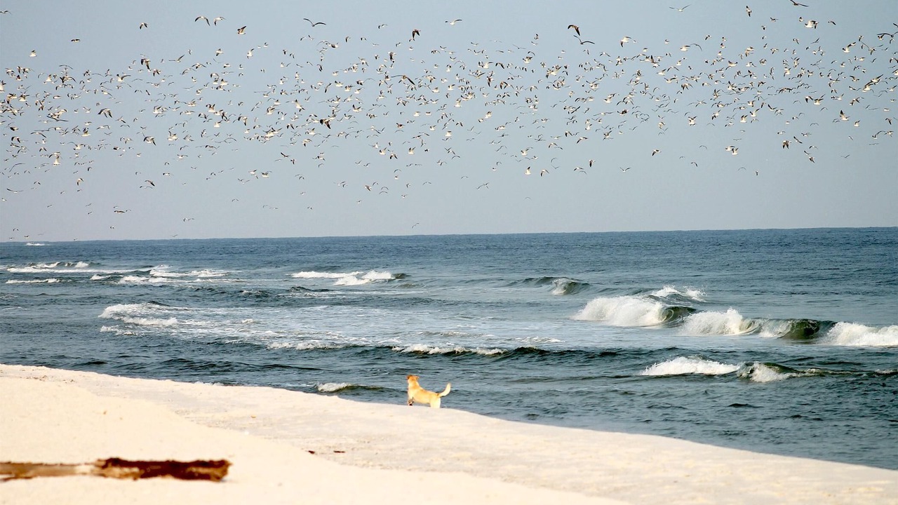 Photo of Others in Timmendorfer Strand