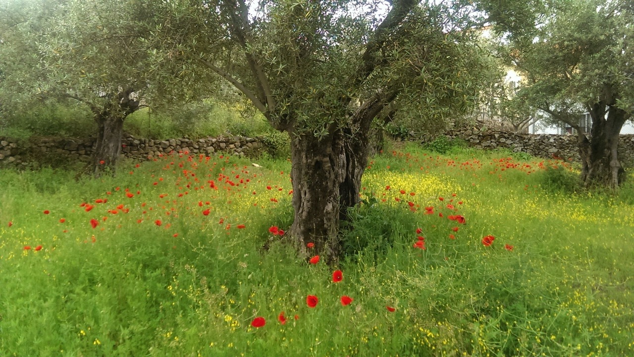 Photo of Outdoor in Villar de Plasencia