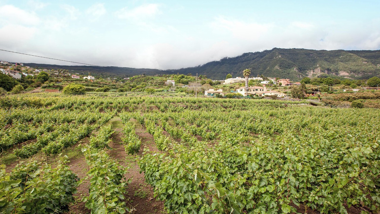 Photo of Others in Los Realejos