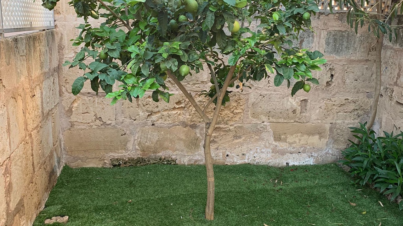 Photo of Outdoor in El Arenal