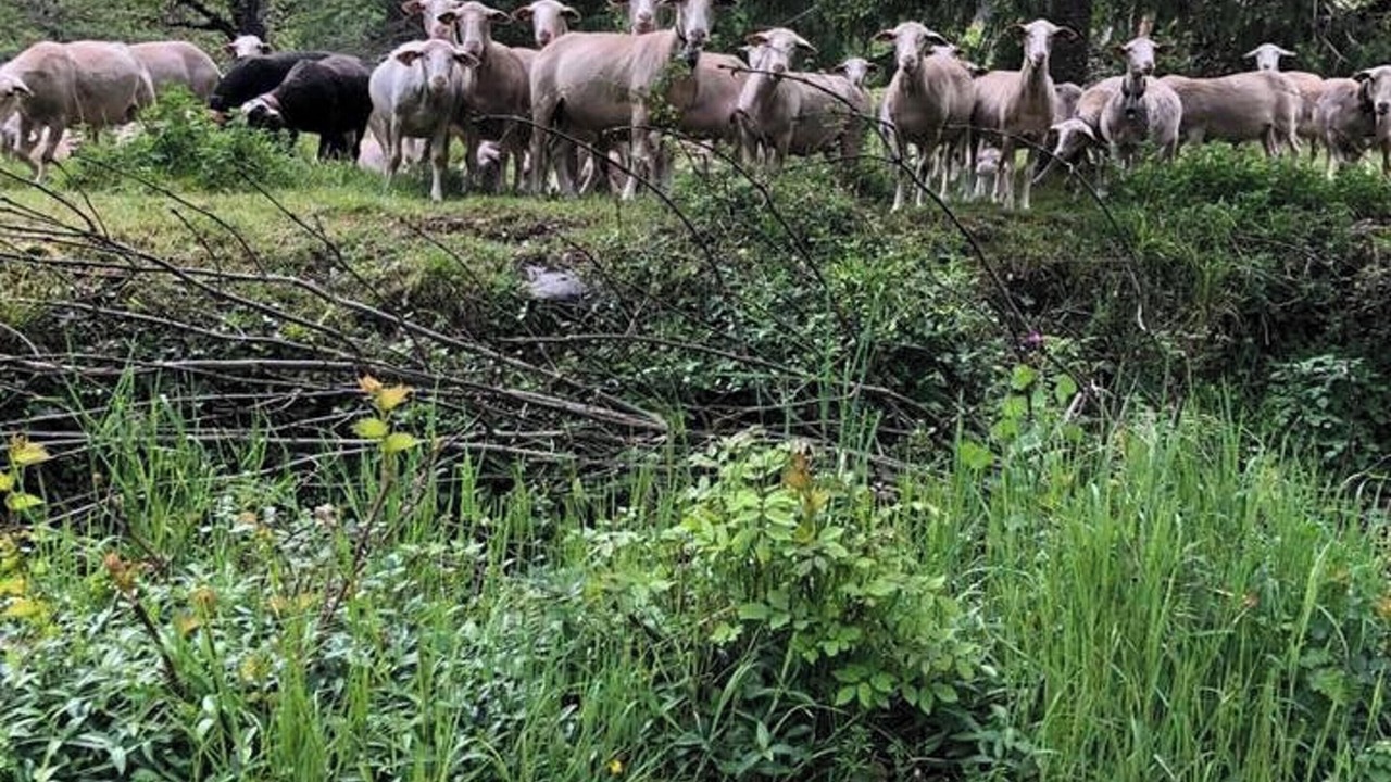Photo of Others in Saint-Andre-de-Valborgne