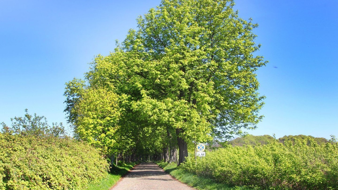 Photo of Others in Gohren