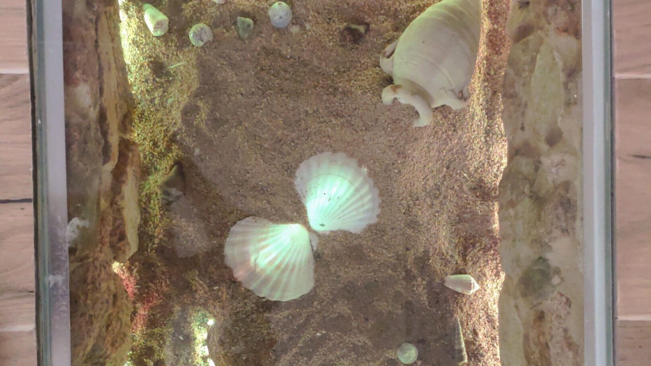 Photo of Others in Sant Feliu de Guixols