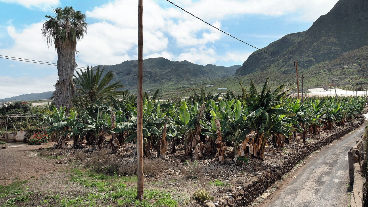 Photo of Others in Buenavista del Norte