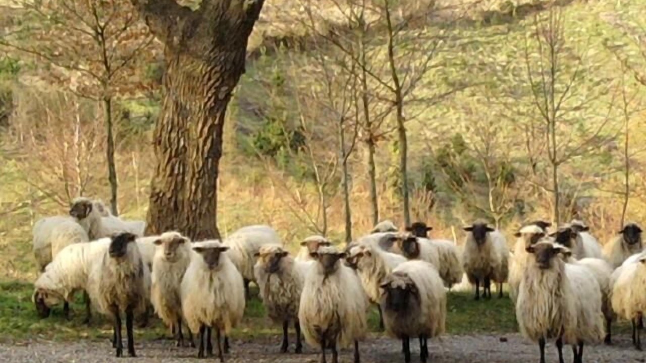 Photo of Outdoor in Berriz