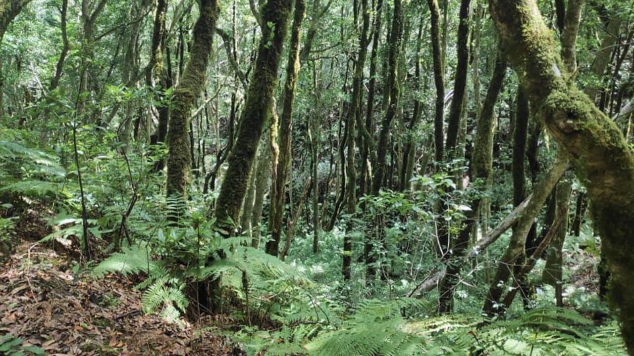Photo of Outdoor in Villa de Arico