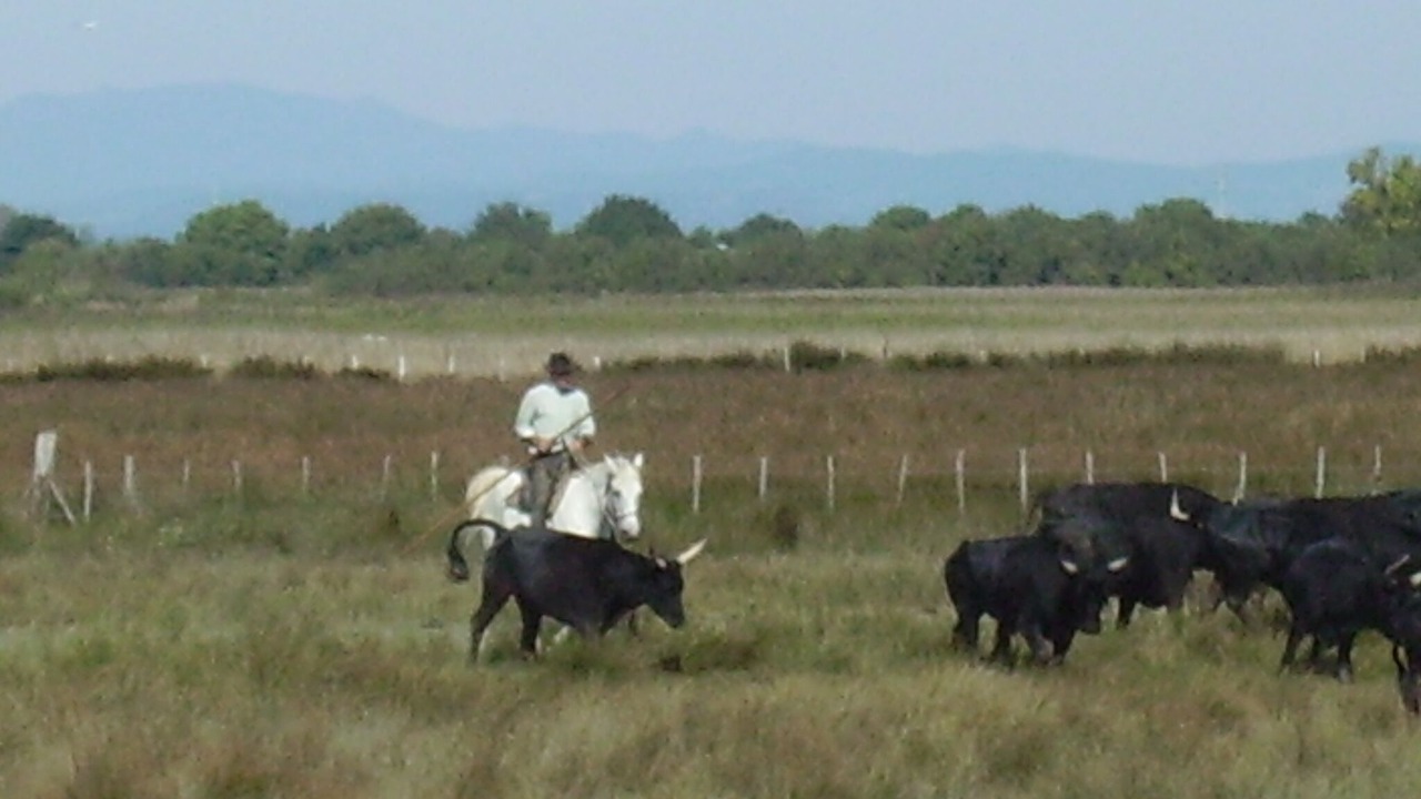 Photo of Others in Mallemort