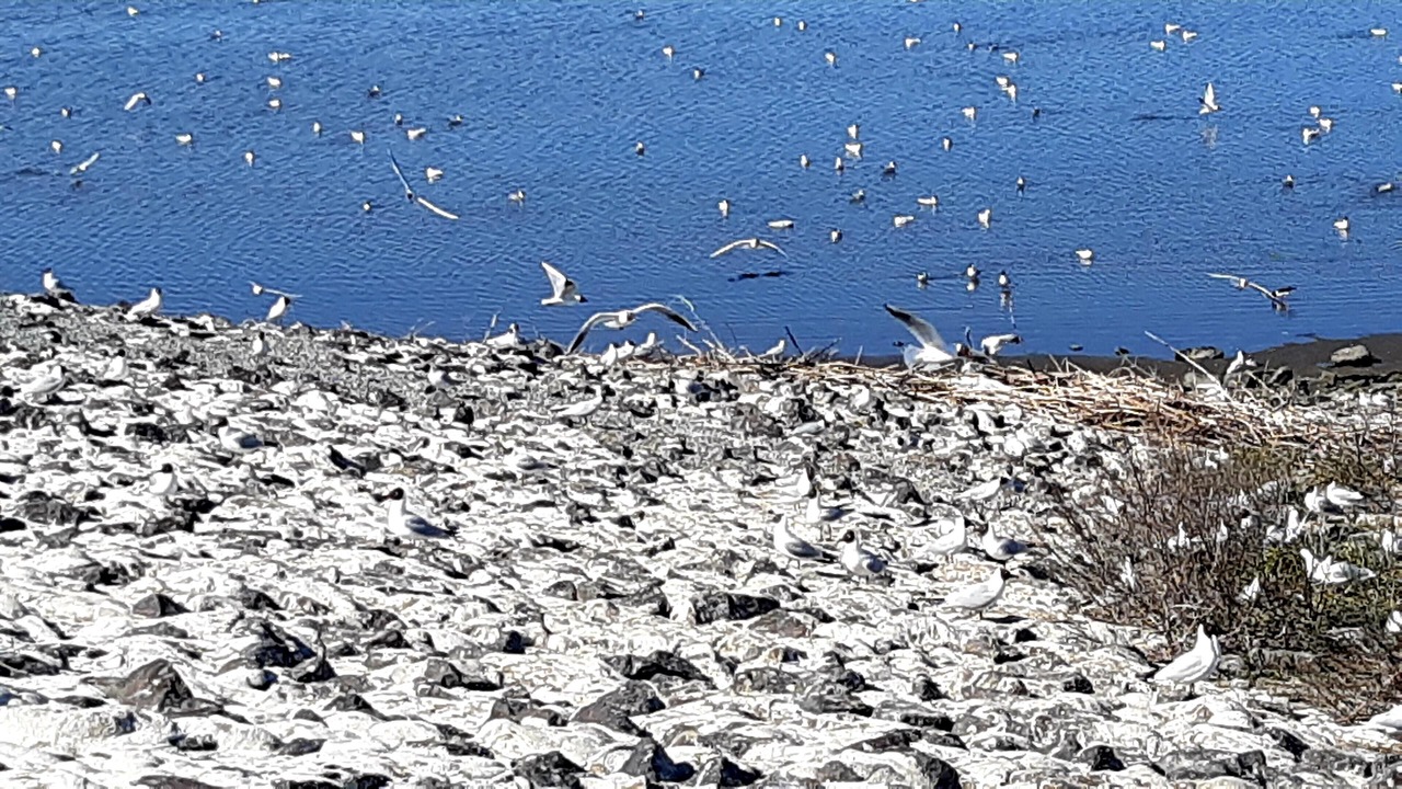 Photo of Others in Wesselburenerkoog