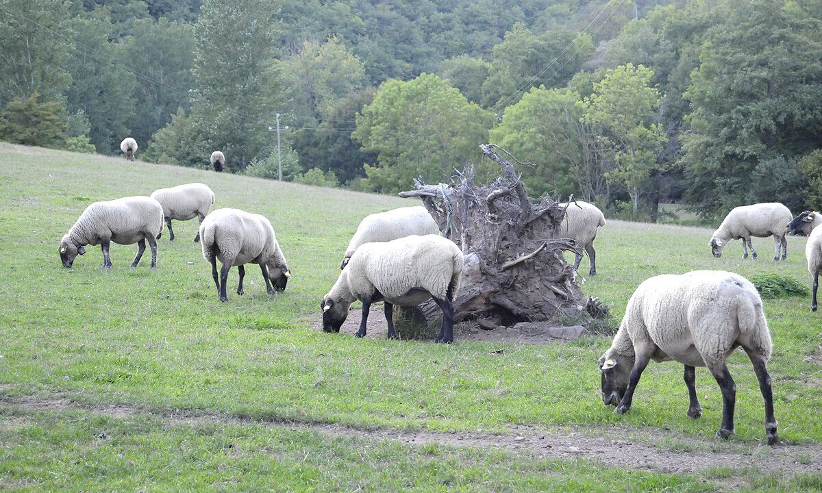 Photo of Outdoor in Mounes-Prohencoux