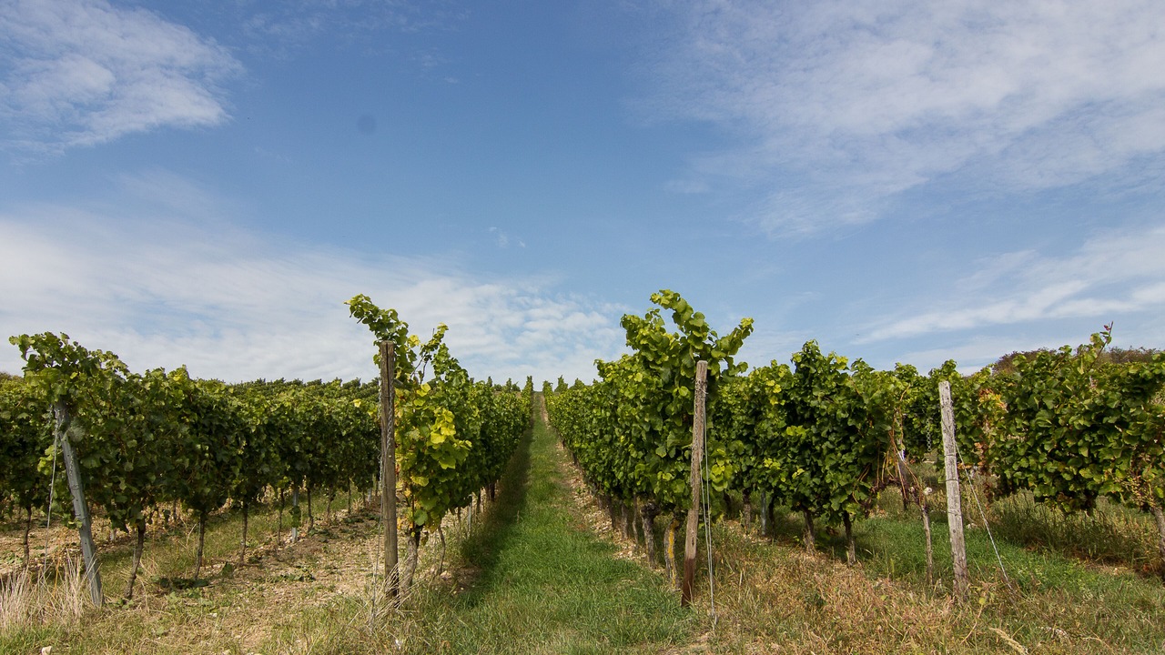 Photo of Outdoor in Albisheim
