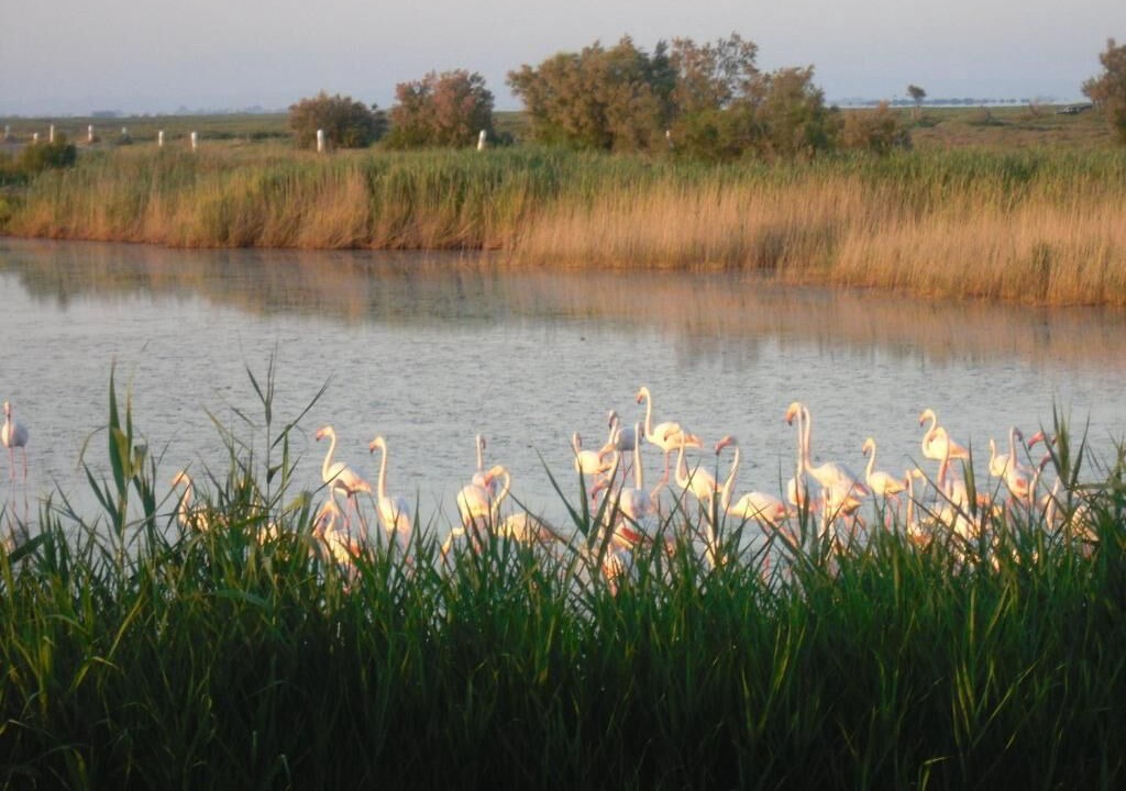 Photo of Outdoor in Saintes-Maries-de-la-Mer