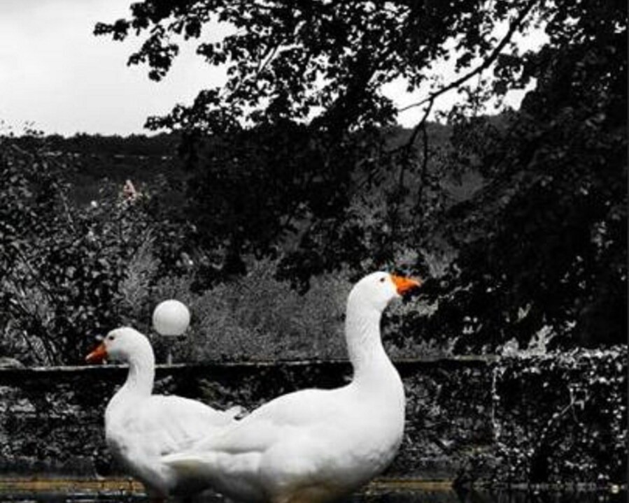 Photo of Others in Terrasson-la-Villedieu
