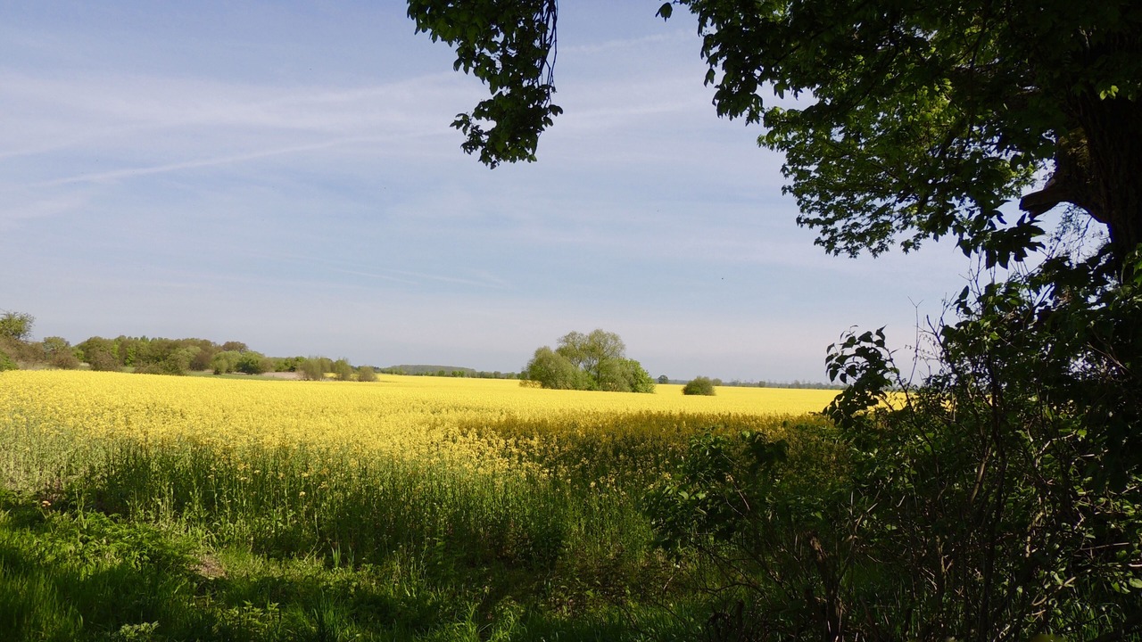 Photo of Outdoor in Iden