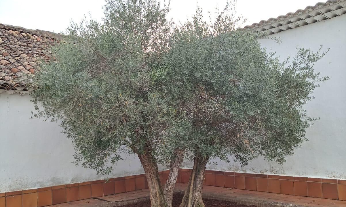 Photo of Outdoor in Villalba de la Sierra