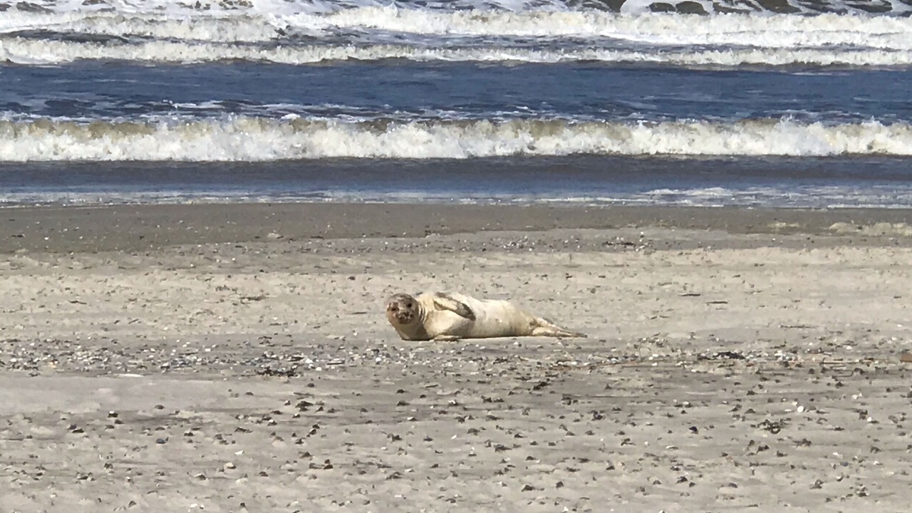 Photo of Others in Norderney