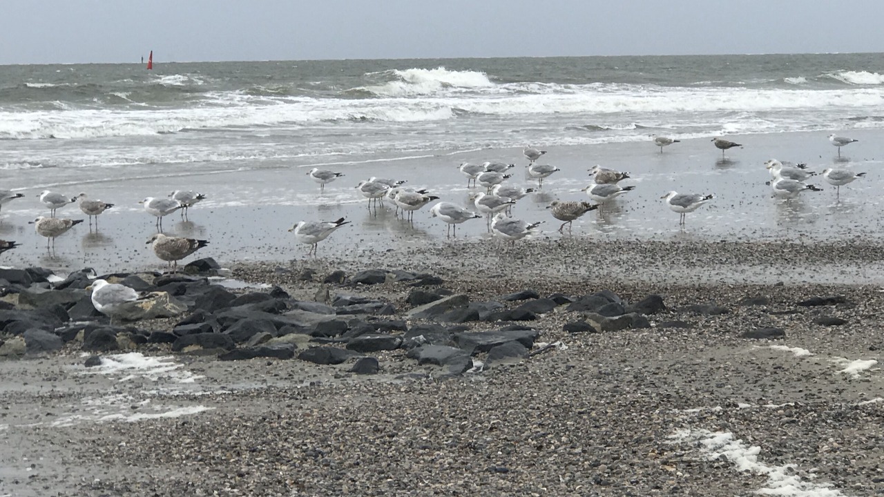 Photo of Others in Norderney