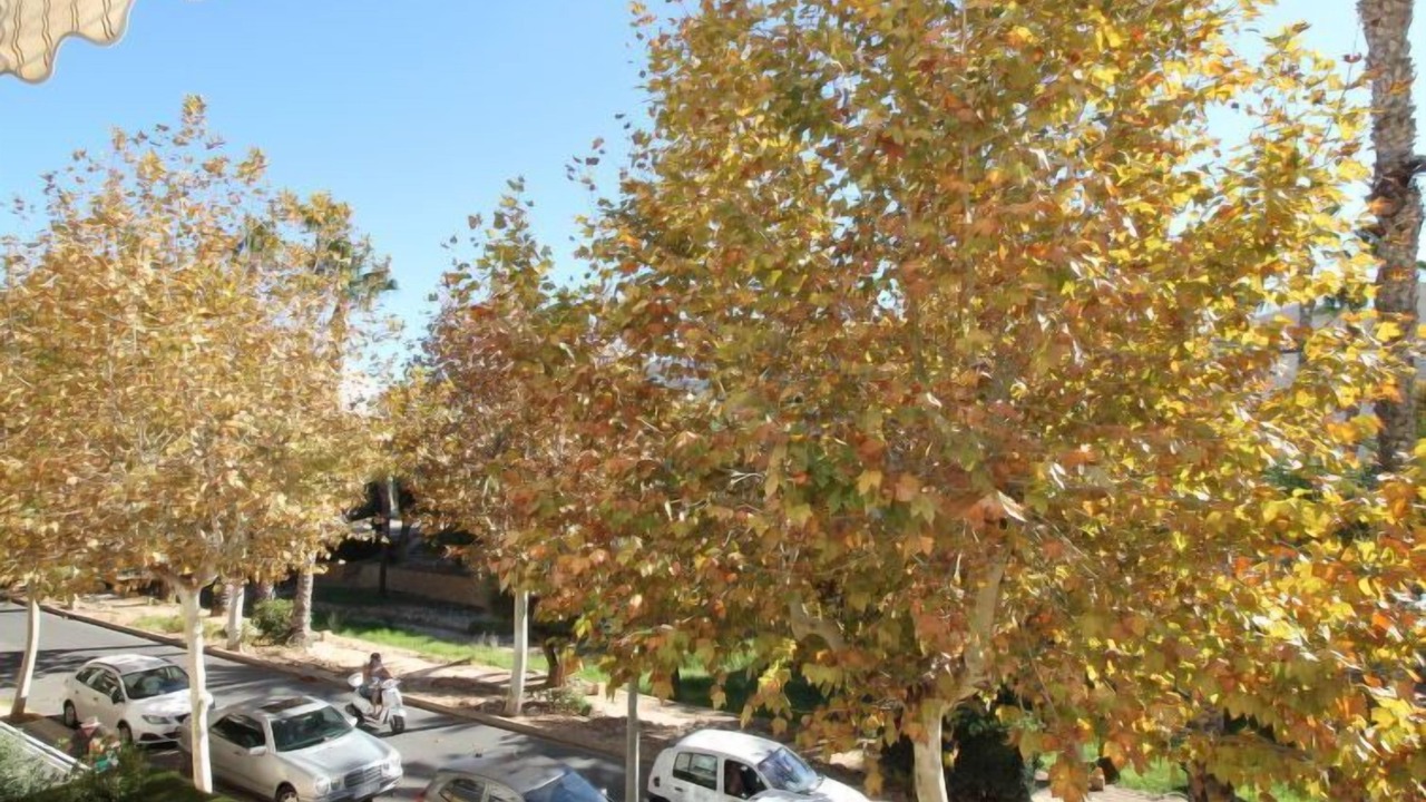 Photo of Others in El Albir