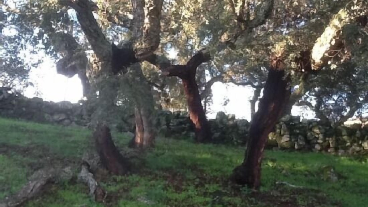 Photo of Outdoor in Pedroso de Acim