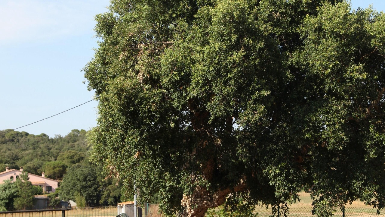 Photo of Outdoor in Llagostera