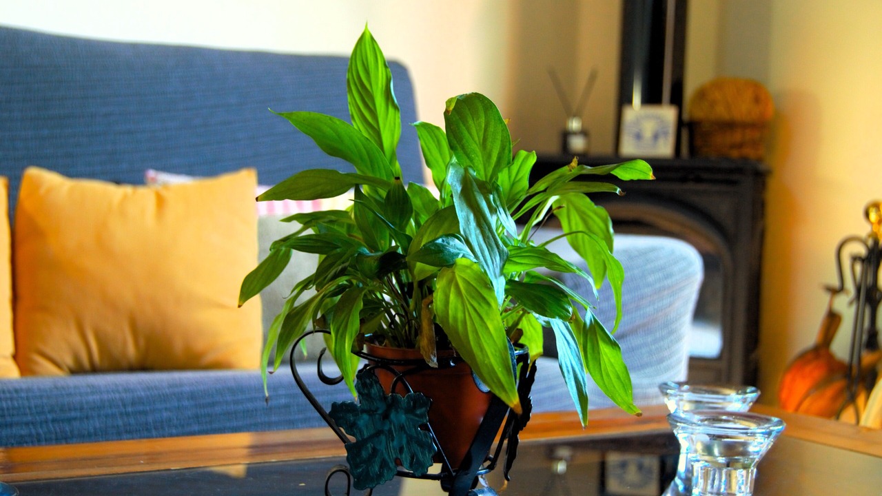 Photo of Livingroom in El Rosario