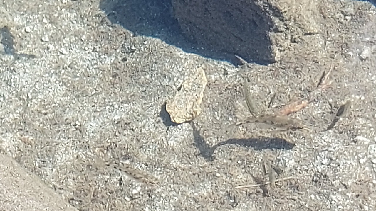 Photo of Others in Sarrancolin