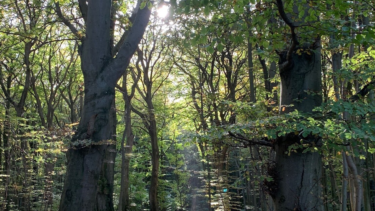Photo of Outdoor in Neddesitz