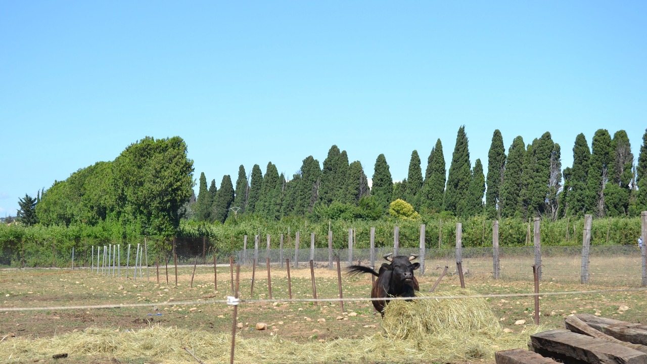 Photo of Others in Plan-d'Orgon