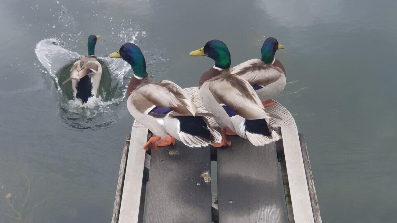 Photo of Others in Saint-Jean-de-Losne