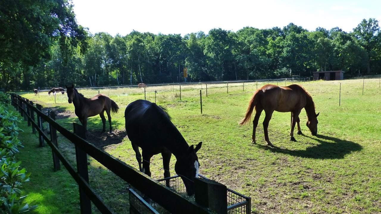Photo of Outdoor in Holdorf