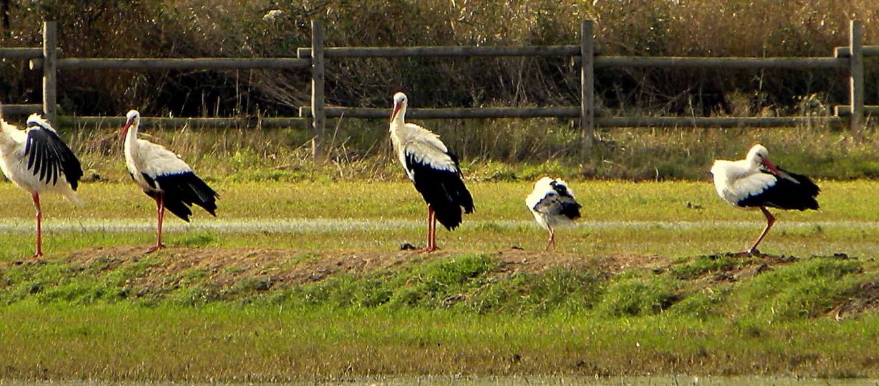 Photo of Others in Santa Margarida