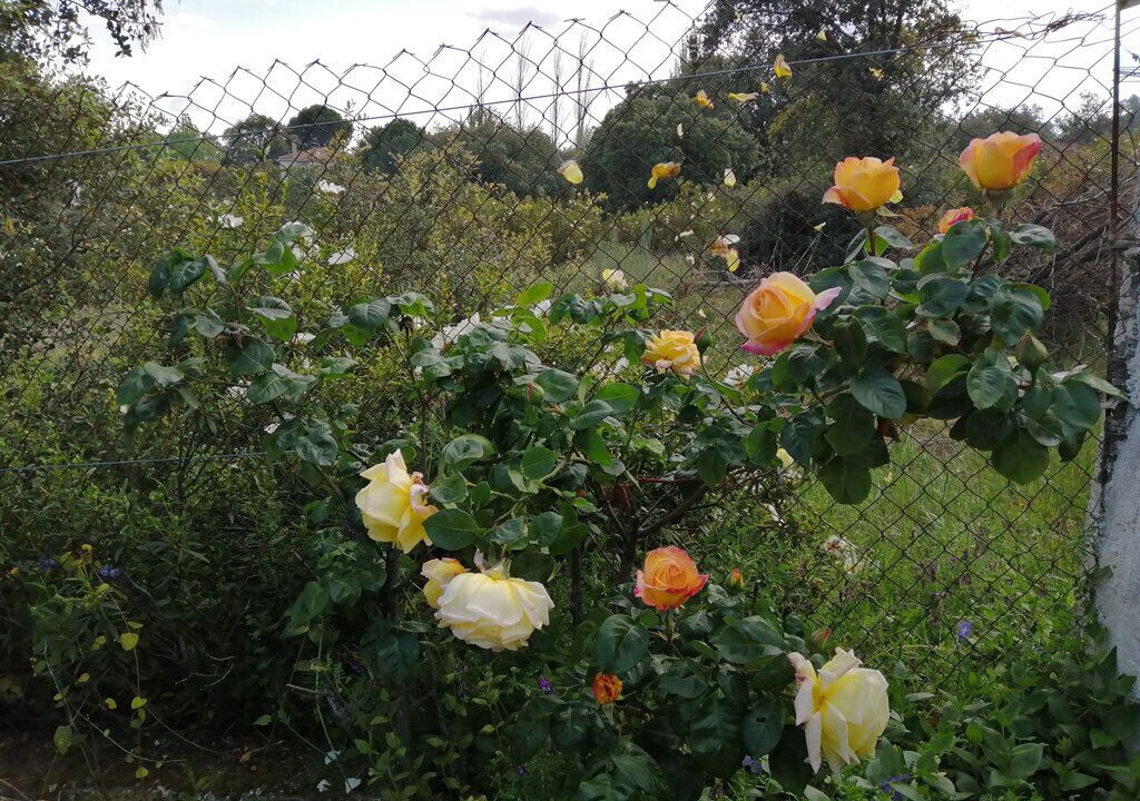 Photo of Outdoor in Villa del Prado