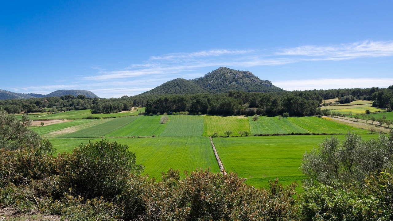 Photo of Others in Algaida