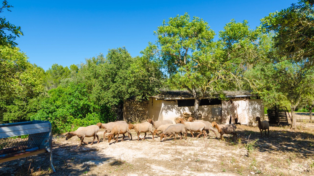Photo of Outdoor in Son Antem