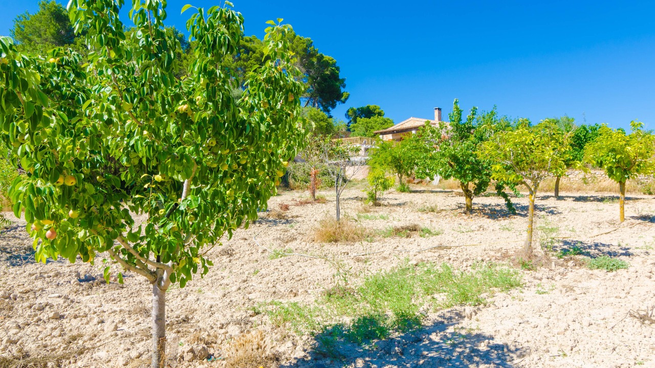 Photo of Outdoor in Son Antem