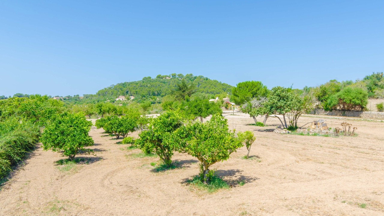 Photo of Outdoor in Montuiri