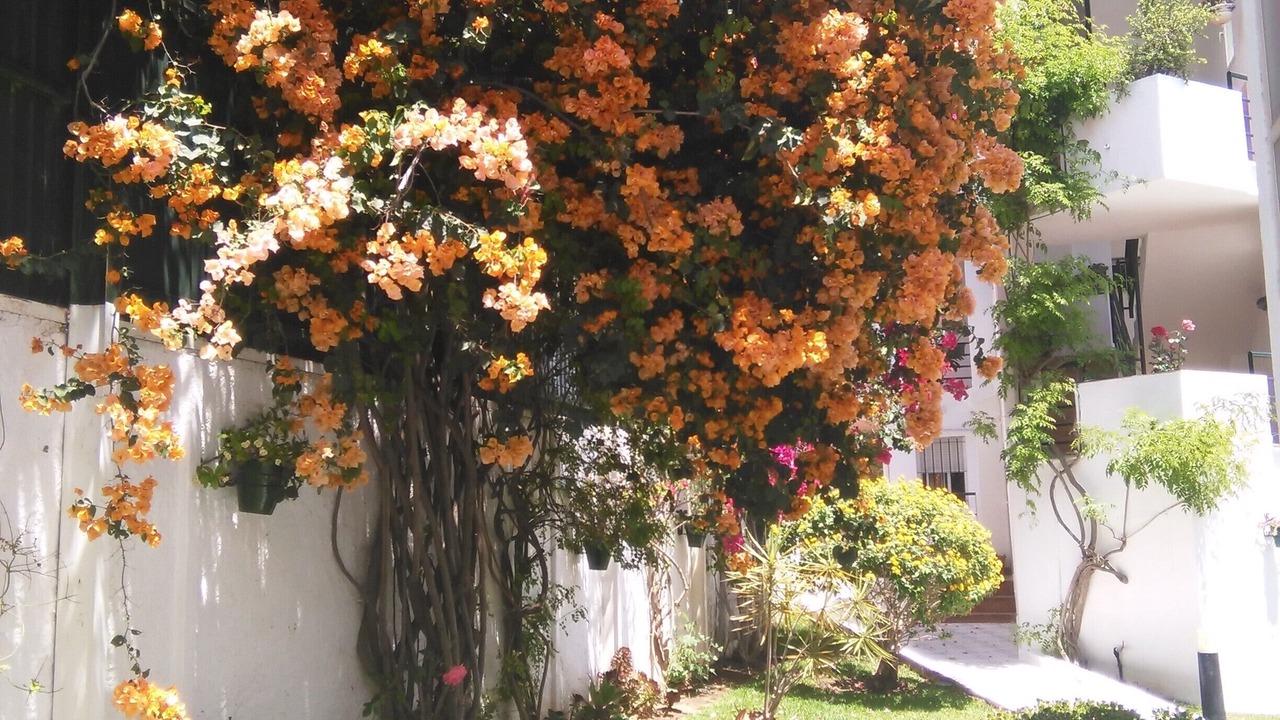 Photo of Outdoor in Carihuela