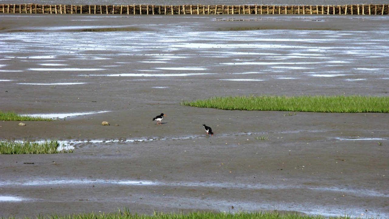 Photo of Others in Damp