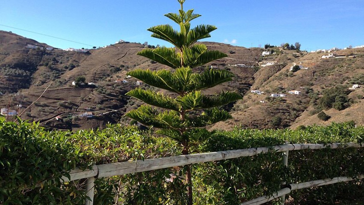 Photo of Outdoor in Competa