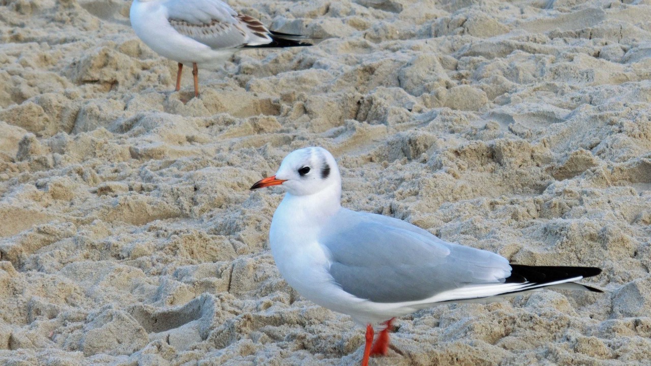 Photo of Others in Trassenheide