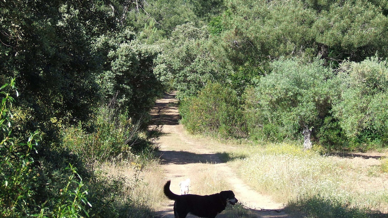 Photo of Outdoor in Alcuescar