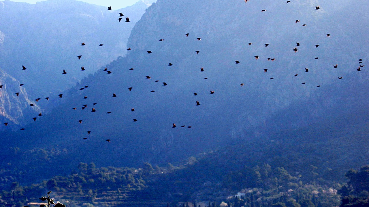 Photo of Others in Soller