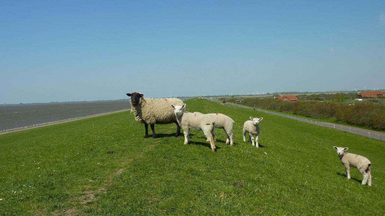 Photo of Outdoor in Wesselburen
