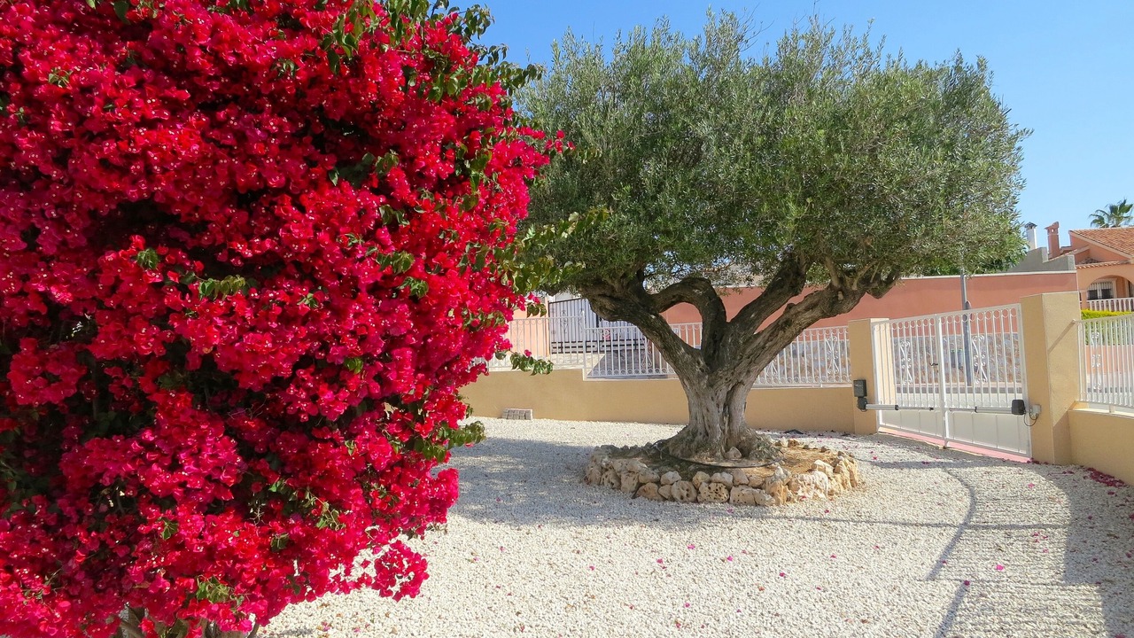 Photo of Outdoor in San Fulgencio