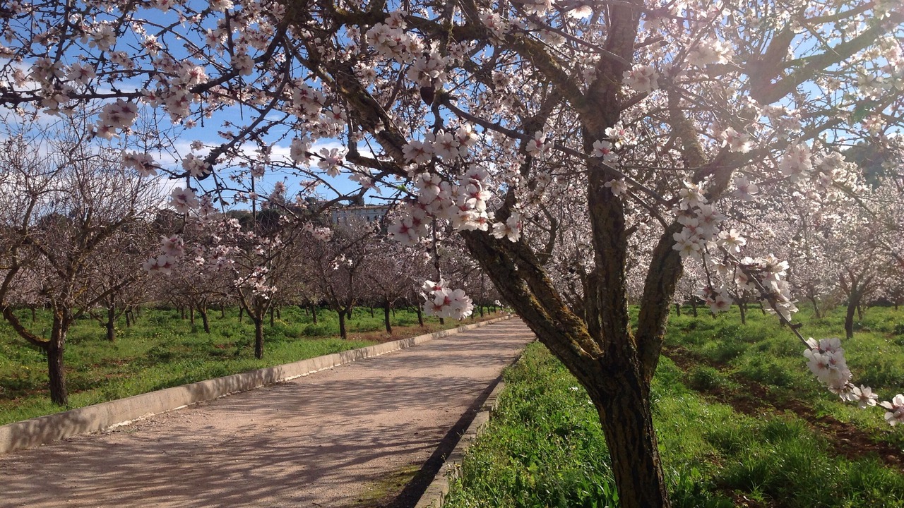 Photo of Outdoor in Esporles