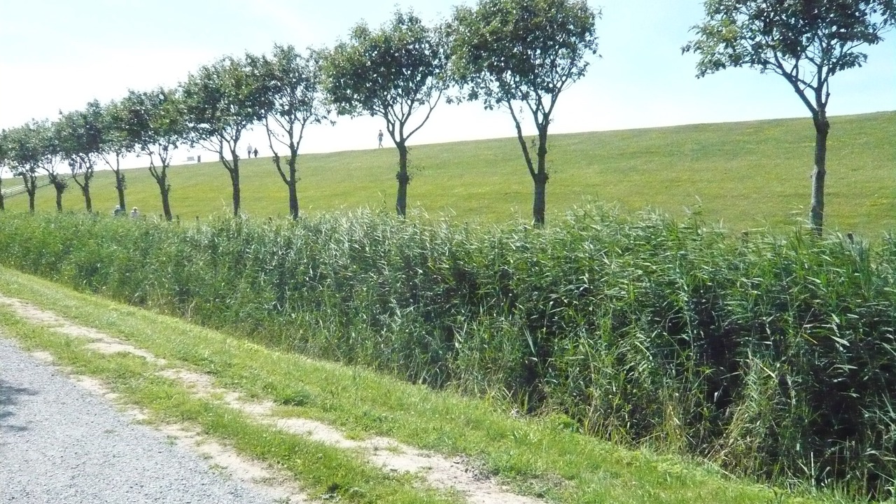 Photo of Others in Friedrichskoog-Spitze